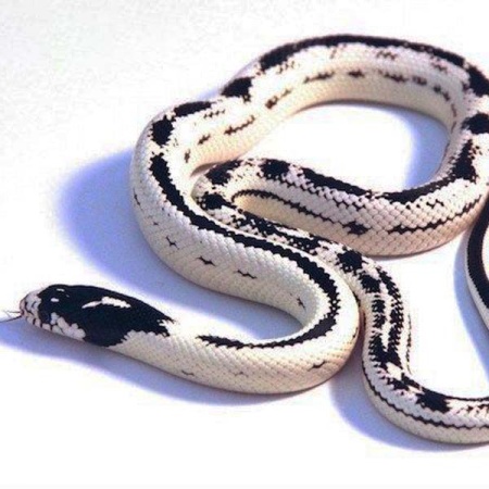 Змея Королевская змея обыкновенная калифорнийская "Reverse striped"