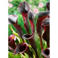 Калла Блэк Стар/К