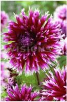 Георгина бахромчатая Алауна Клер-Обскюр (I) 1 шт