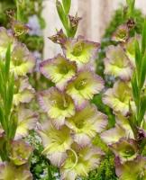 Гладиолус Мунлайт Шедоу (10/12) 5 шт 848012