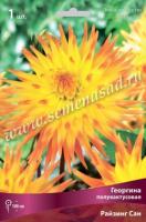 Георгина полукактусовая Райзинг Сан (I) 1 шт 