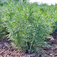 PROROST XXXL Укроп Аллигатор 20г