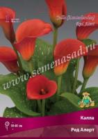 Калла Ред Алерт (14/16) 1шт