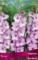 Гладиолус Крупноцветковые Блу Фрост (10/12) 10 шт 777486