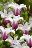 Клематис (капер) Принцесс Кейт