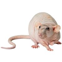 Грызуны Крыса сфинкс
