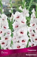 Гладиолус Крупноцветковый Фьёрентина (10/12) 10 шт 