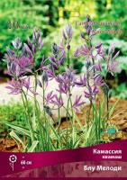 Камассия квамаш Блу Мелоди 5/6 10шт 839655