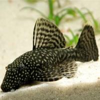 Рыба Анциструс обыкновенный S