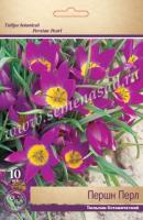 Тюльпан Ботанический Першн Перл (яркий, пурпурный с серебр-зел полосками на вне, 10шт, 6/8) 764111