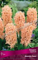 Гиацинт Садовый Джипси Квин (14/15) 3шт.