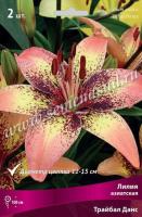 Лилия Азиатская Трайбал Данс (14/16) 2 шт