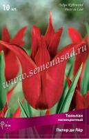 Тюльпан Лилиецветный Питер де Лёр (малиново-красный, 10шт, 11/12) 765618