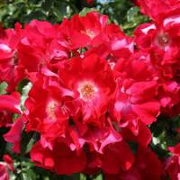 Саженцы Роза плетистая Дортмунд