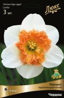 Нарцисс Крупнокорончатый Чардаш (3шт, 12/14) 839491