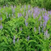 Гавриш Сидерат Козлятник Ялтинский 0,5кг 