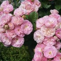 Роза мускусные гибриды Букет Парфе