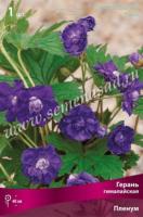 Герань гималайская Пленум (I) 1 шт 