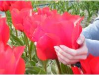 Тюльпан С Днем Победы 12/+ (5шт) 