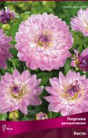 Георгина декоративная Бисти (I) 1 шт