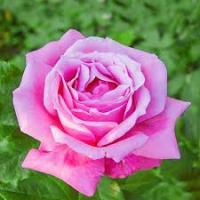 Саженцы Роза чайно-гибридная Виолет Парфюм