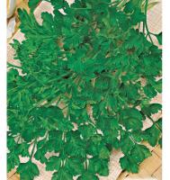 PROROST XXXL Петрушка листовая Обыкновенная 20г