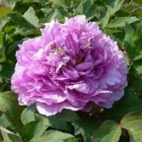 Пион древовидный Ведант Блю