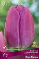 Тюльпан Дарвинов гибрид Пёпл Прайд (11/12) 10 шт