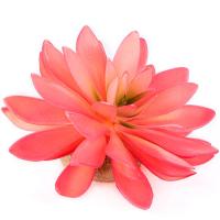 Растение TERRA DELLA Эхеверия большая розовое 14x13x9.5см (Нидерланды)