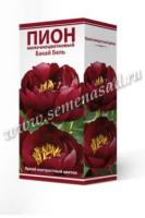 Пион молочноцветковый Бакай Бель (1шт,2-3) 