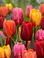 Тюльпан Роял Фламенс микс