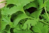 PROROST XXXL Пряность Кориандр Армянский 20г