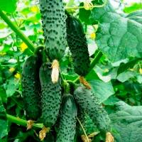 Огурец Ленара F1 100шт