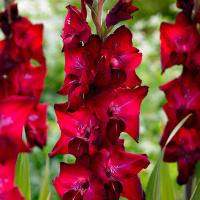 Гладиолус Тавира 