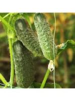 Rijk Zwaan Фермерская Огурец Шопен F1 100шт
