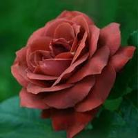 Саженцы Роза чайно-гибридная Терракота