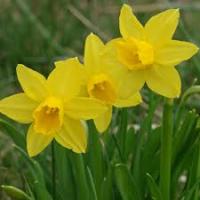 Нарцисс цикламеновый Тет-а-тет (5шт, 12/14) 845273