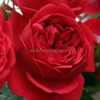 Саженцы Роза флорибунда Аут оф Розенхайм