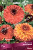 Георгина декоративная Айкон (I) 1 шт