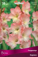 Гладиолус Крупноцветковые Кэрлесс (10/12) 10 шт 