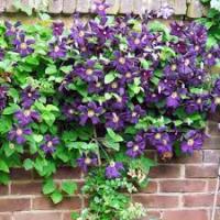 Клематис (капер) Романтика