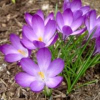 Крокус Руби Джайнт 5+ (15шт) НК032925