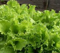 PROROST XXXL Салат Кучерявец Одесский 10г