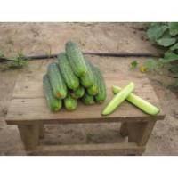 Nunhems Фермерская Огурец Аякс F1 1000 шт