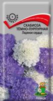Скабиоза тёмно-пурпурная Ледяное сердце 10шт Скабиоза тёмно-пурпурная Ледяное сердце 10шт
