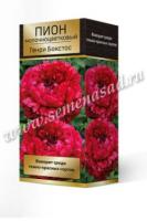 Пион молочноцветковый Генри Бокстос (1шт,2-3) 