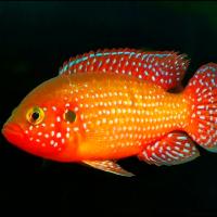 Хромис-красавец