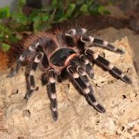 Паук Птицеед 