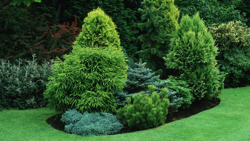 техника посадки хвойных растений