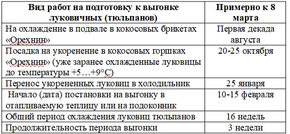 выгонка тюльпанов выгонка тюльпанов